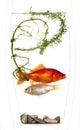 Gold and silver fish trapped in a vase Royalty Free Stock Photo