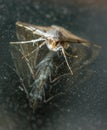 Gold and Silver Moth With Double Reflection From Glass Royalty Free Stock Photo