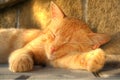 Gold sleeping cat