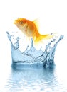 The gold small fish Royalty Free Stock Photo