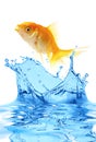 The gold small fish Royalty Free Stock Photo