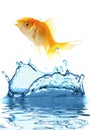 The gold small fish Royalty Free Stock Photo