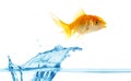 Gold small fish jumps out of water Royalty Free Stock Photo