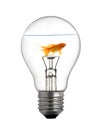 Gold small fish in light bulb on a white