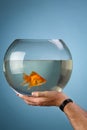 Gold small fish in a round aquarium Royalty Free Stock Photo