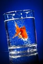 Gold small fish in a water glass Royalty Free Stock Photo