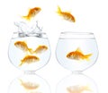 Gold small fishes Royalty Free Stock Photo