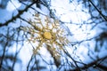 Gold snowflake ornament hanging on a tree in a snow forest, winter wonderland, closeup. Depicting Christmas, holidays, winter Royalty Free Stock Photo
