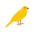 Gold song bird icon, flat style