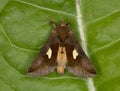 Gold spangle, Autographa bractea resting on leaf