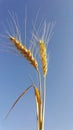 Gold spikelets