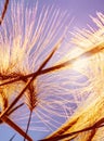 Gold spikelets grass in bright