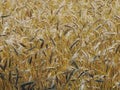 Gold spikelets of wheat. The July field is a hot, sunny day