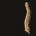 gold spine with luminous discs on a black background Royalty Free Stock Photo