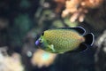 Gold-spotted angelfish Royalty Free Stock Photo