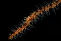 Gold spotted cleaner shrimp with black background