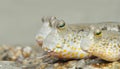 Gold Spotted Mud Skipper Royalty Free Stock Photo