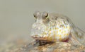 Gold Spotted Mud Skipper Royalty Free Stock Photo