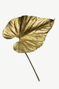 Gold spray paint on an Alocasia leaf Royalty Free Stock Photo