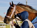 Gold Standard from Aqueduct Racetrack