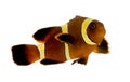 Gold stripe Maroon Clownfish - Premnas biaculeatus Royalty Free Stock Photo