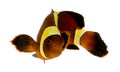 Gold stripe Maroon Clownfish - Premnas biaculeatus Royalty Free Stock Photo