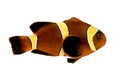 Gold stripe Maroon Clownfish - Premnas biaculeatus Royalty Free Stock Photo