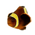 Gold stripe Maroon Clownfish - Premnas biaculeatus Royalty Free Stock Photo