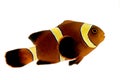 Gold stripe Maroon Clownfish - Premnas biaculeatus Royalty Free Stock Photo