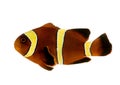 Gold stripe Maroon Clownfish - Premnas biaculeatus Royalty Free Stock Photo