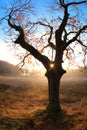 Gold sunrise behind oak tree