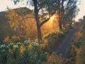 Gold Sunrise behind the tree at penanjakan Bromo