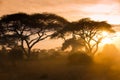 Gold sunset on the african savannah