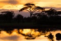 Gold sunset on african savannah