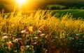 Gold sunset on a flower meadow