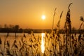 Gold sunset on the lake, golden hour, common cane