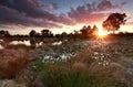 Gold sunset over lake with cottongrass Royalty Free Stock Photo
