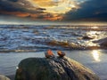 Gold sunset at sea cloudy sky on beach , seashells   on stone rock  summer sun  light reflection on water wave  splash , fluffy cl Royalty Free Stock Photo