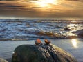 Gold sunset at sea cloudy sky on beach , seashells   on stone rock  summer sun  light reflection on water wave  splash , fluffy cl Royalty Free Stock Photo