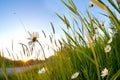 Gold sunshine and chamomile flowers