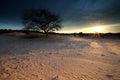 Gold sunshine over sand dunes