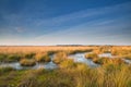 Gold sunshine over swamp