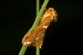 Gold Swift, resting on grass Royalty Free Stock Photo