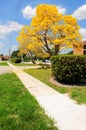 Gold tabebuia aurea tree in full bloom, Florida Royalty Free Stock Photo