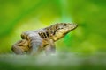 Gold tegu, Tupinambis teguixin, big reptile in the nature habitat, green exotic tropical animal in the green forest on Trinidad an