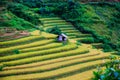 gold terraced rice fields in Mu Cang Chai,Yen Bai, Vietnam Royalty Free Stock Photo