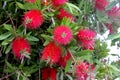 Gold-tipped bottlebrush, Callistemon polandii Royalty Free Stock Photo