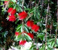 Gold-tipped bottlebrush, Callistemon polandii Royalty Free Stock Photo