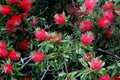 Gold-tipped bottlebrush, Callistemon polandii Royalty Free Stock Photo