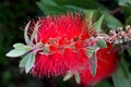 Gold-tipped bottlebrush, Callistemon polandii Royalty Free Stock Photo